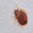 Bed Bugs Control Adelaide logo